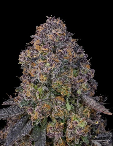 Semi Plumz (Grounded Genetics) 🍒 Dolce gusto di frutti di bosco