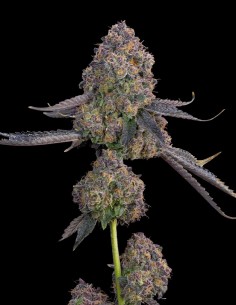 Semi Plumz (Grounded Genetics) 🍒 Dolce gusto di frutti di bosco 2