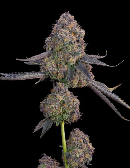 Semi Plumz (Grounded Genetics) 🍒 Dolce gusto di frutti di bosco