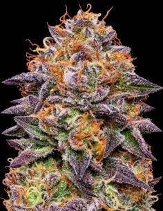 Semi Lime Drizzle (Grounded Genetics) 🍋 Fino al 25% di THC