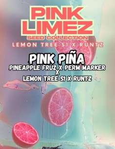 Semi Pink Piña (Grounded Genetics) 🍍 Sapore tropicale