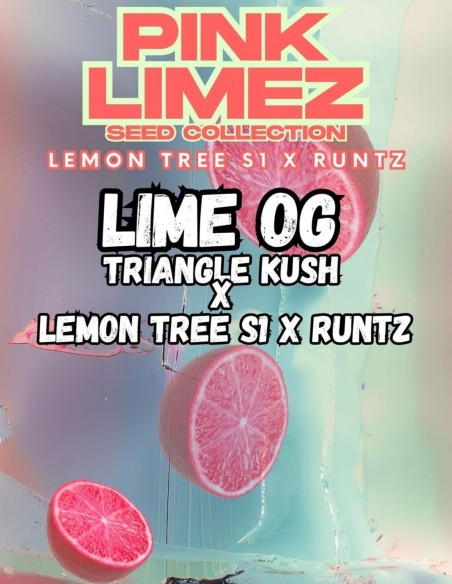 Semillas Lime OG (Grounded Genetics) 🍋 Hasta un 28% de THC