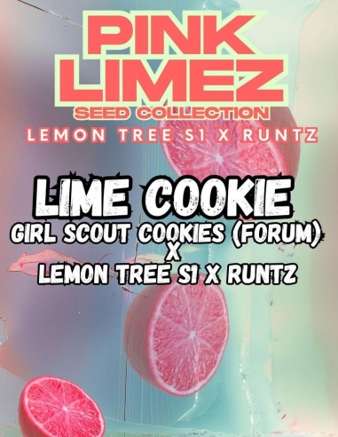 Semillas Lime Cookie (Grounded Genetics) 🍋 Sabor cítrico
