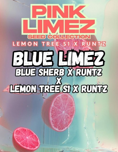 Semi Blue Limez (Grounded Genetics) 🍋 Lineage Double Runtz