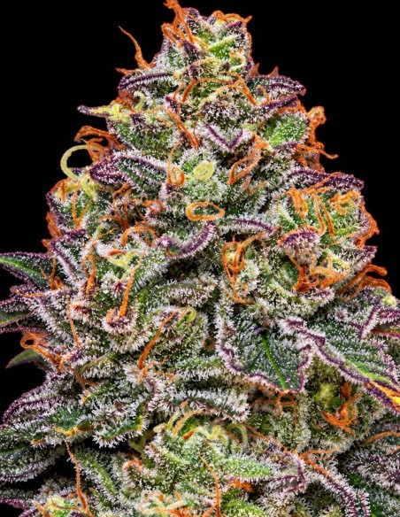 Semi Pink Parmesan (Grounded Genetics) 🧀  Funk al formaggio