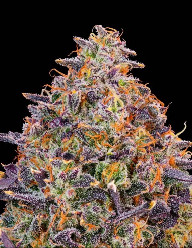 Semi Pink Parmesan (Grounded Genetics) 🧀  Funk al formaggio