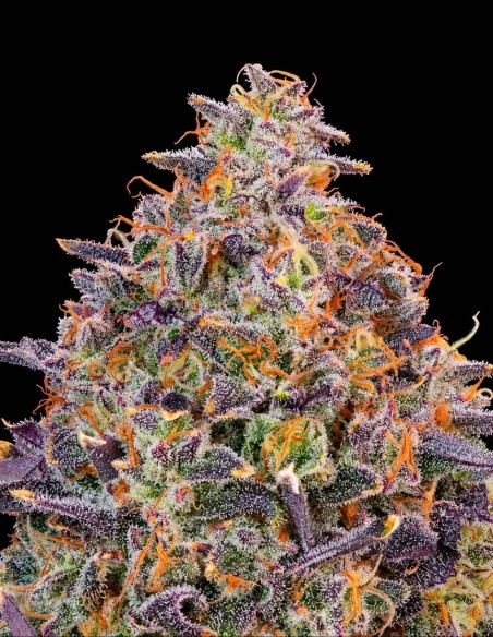 Semi Pink Parmesan (Grounded Genetics) 🧀  Funk al formaggio