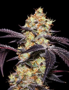 Semi Zwisher (Grounded Genetics) 🌴 Tropical Gas