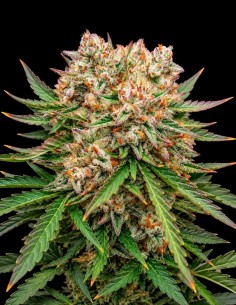 Semi GMO OG Auto (Atlas Seed) 💥 Potenza del 20-25% di THC