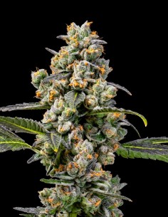 Semi di Apples & Bananas x Berniehana Butter 🍎 (Cookies Seed Bank)