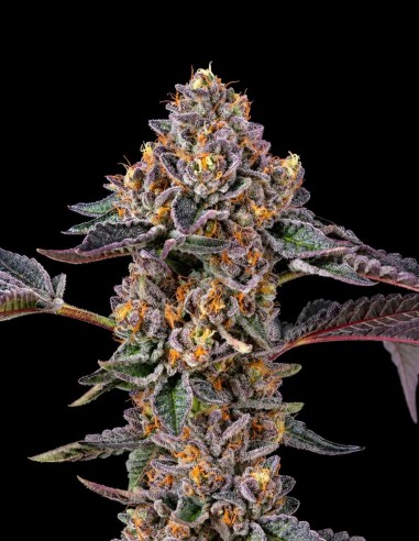 Semi Berniehana Butter x Triple Scoop 🧈 (Cookies Seed Bank)