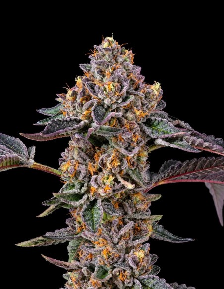 Semi Berniehana Butter x Triple Scoop 🧈 (Cookies Seed Bank)