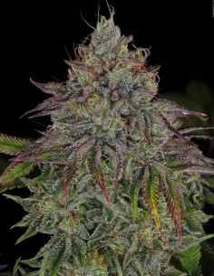π (Pi) Seeds (T.H. Seeds) 🔥 Secret Genetics, Wild Colors