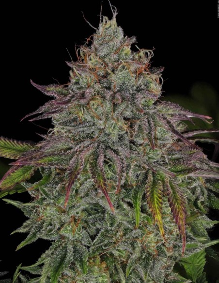 π (Pi) Seeds (T.H. Seeds) 🔥 Secret Genetics, Wild Colors