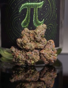 π (Pi) Seeds (T.H. Seeds) 🔥 Secret Genetics, Wild Colors 2