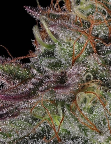 π (Pi) Seeds (T.H. Seeds) 🔥 Secret Genetics, Wild Colors