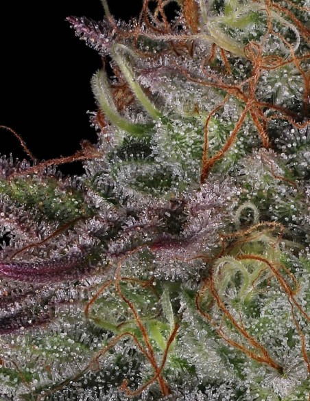 π (Pi) Seeds (T.H. Seeds) 🔥 Secret Genetics, Wild Colors