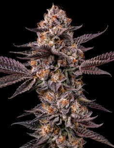Lemon Cherry Gelato x Berniehana Butter 🍒 (Cookies Seed Bank)