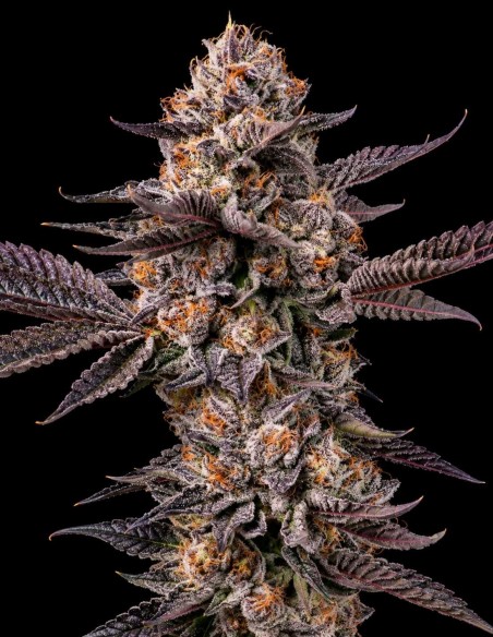 Lemon Cherry Gelato x Berniehana Butter 🍒 (Cookies Seed Bank)