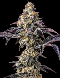 Graines Lemon Cherry Gelato x Triple Scoop 🍋 (Cookies Seed Bank)