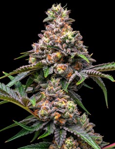 Graines Papaya x Hollywood (Cookies Seed Bank) 🌴 Saveur tropicale