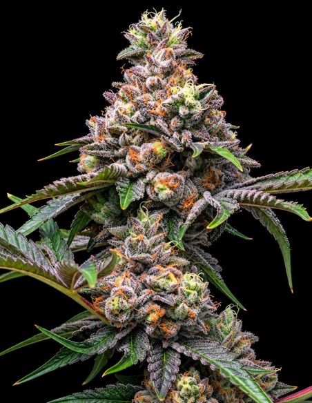 Graines Papaya x Hollywood (Cookies Seed Bank) 🌴 Saveur tropicale