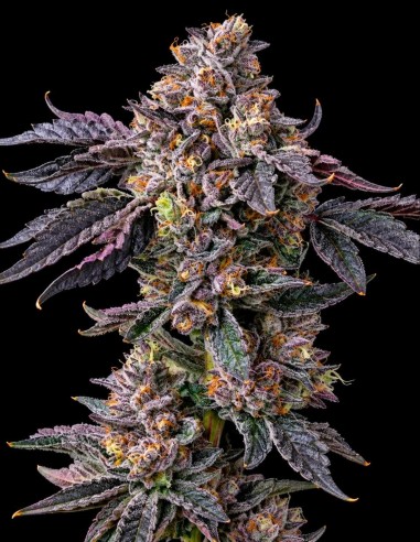 Graines Permanent Marker x Triple Scoop 💥 (Cookies Seed Bank)
