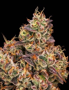 Gopher Glue Fast Seeds (Atlas Seed) 💥 Puissance GG4
