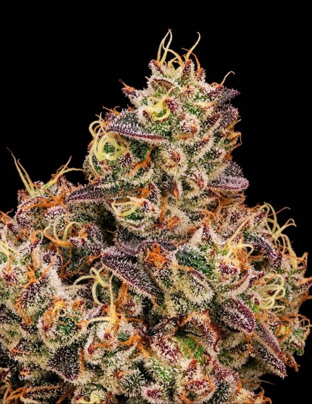 Gopher Glue Fast Seeds (Atlas Seed) 💥 Puissance GG4