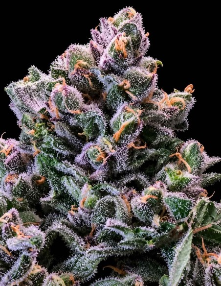 Grapes & Cream Fast Seeds (Atlas Seed) 🍇 Hasta un 28 % de THC