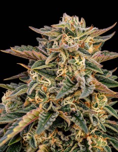 Semillas Grease Gun Auto (Atlas Seed) 🔥 Aroma químico y a combustible