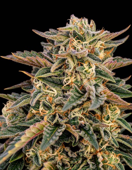 Semillas Grease Gun Auto (Atlas Seed) 🔥 Aroma químico y a combustible
