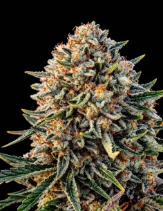 Semillas Gummibears Auto (Atlas Seed) 🍭 Resistentes al moho