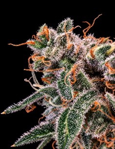 Kombucha Cream Seeds (Atlas Seed) 💥 Up To 28% THC