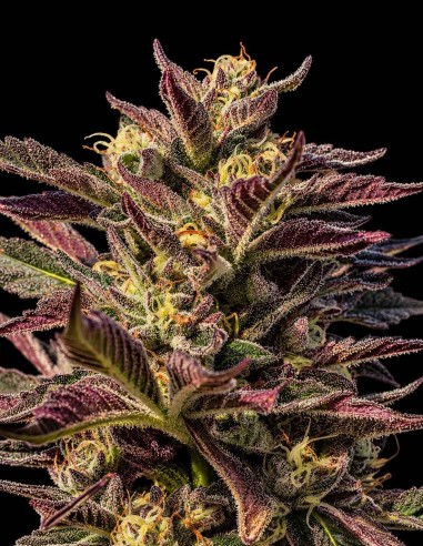 La Jefa Fast Seeds (Atlas Seed) 🔥 Genética GMO para extracciones