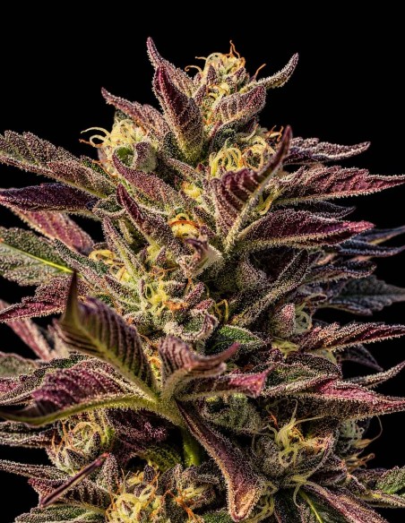 La Jefa Fast Seeds (Atlas Seed) 🔥 Genética GMO para extracciones
