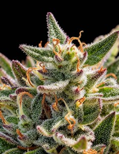 Mythic Cheetah Fast Seeds (Atlas Seed) 🐆 Gran vigor