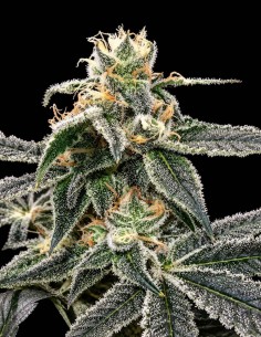 Blue Dream Seeds (DNA Genetics) 🌿 Creative, Calm High