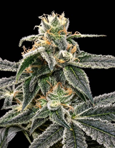 Blue Dream Seeds (DNA Genetics) 🌿 Creative, Calm High