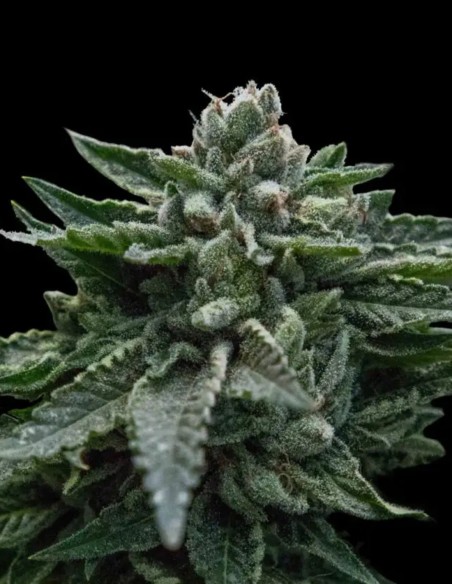 Double Dipped Strawberries Seeds (DNA Genetics) 🍓 Deep Calm