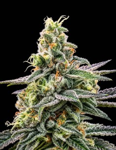 Gorilla Glue #4 Seeds (DNA Genetics) 🦍 Up To 27% THC