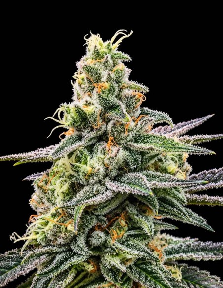Gorilla Glue #4 Seeds (DNA Genetics) 🦍 Up To 27% THC