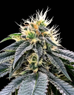 Green Crack Seeds (DNA Genetics) 🍊 Mango & Citrus