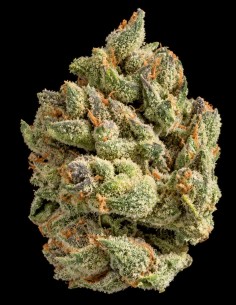 Purple Chocolope Seeds (DNA Genetics) 🍫 Classic Lineage