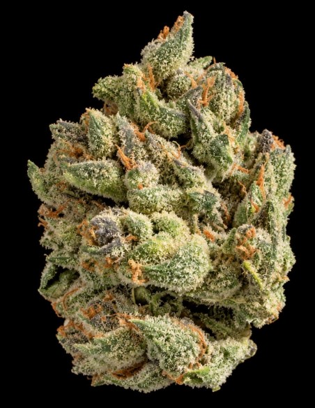 Purple Chocolope Seeds (DNA Genetics) 🍫 Classic Lineage