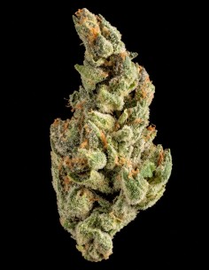 Purple Chocolope Seeds (DNA Genetics) 🍫 Classic Lineage 2