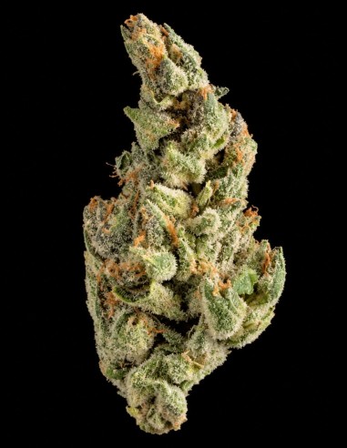 Purple Chocolope Seeds (DNA Genetics) 🍫 Classic Lineage