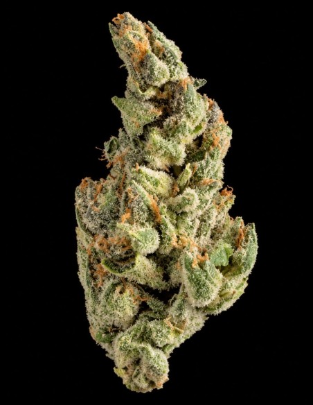 Purple Chocolope Seeds (DNA Genetics) 🍫 Classic Lineage