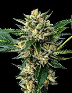 Sour Garlic x Honey Banana Seeds (DNA Genetics) 💥 Rare Cross