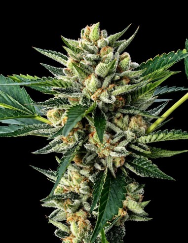 Sour Garlic x Honey Banana Seeds (DNA Genetics) 💥 Rare Cross